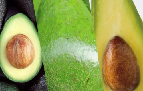 Aguacate