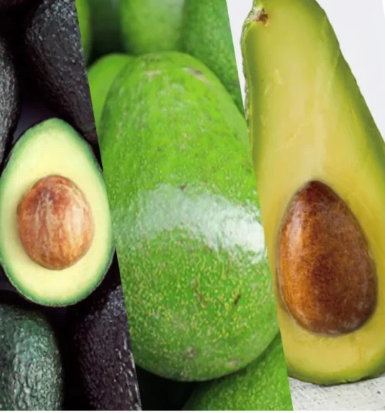 Aguacate