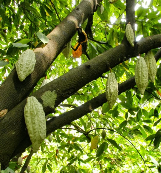 Cacao
