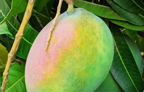 Mango