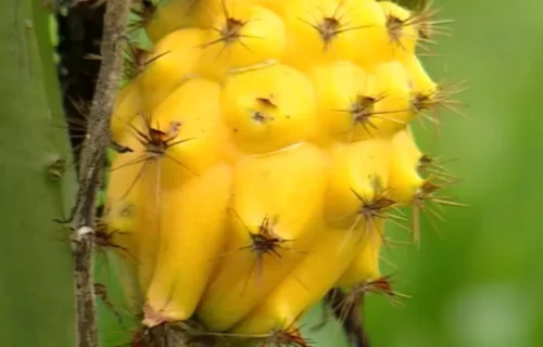 Pitahaya