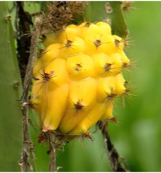 Pitahaya