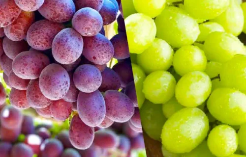 Uvas