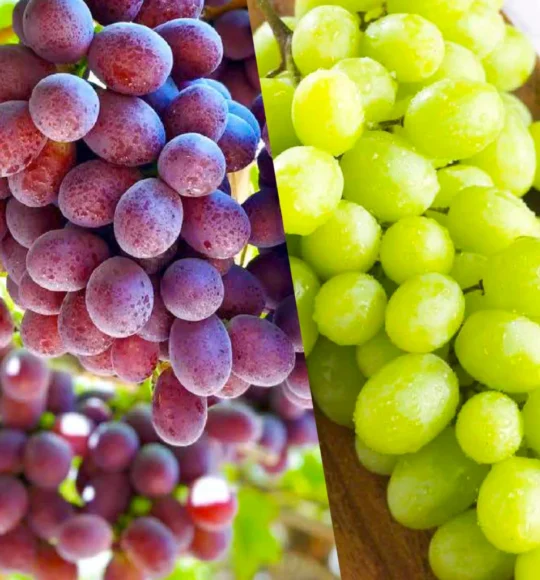 Uvas